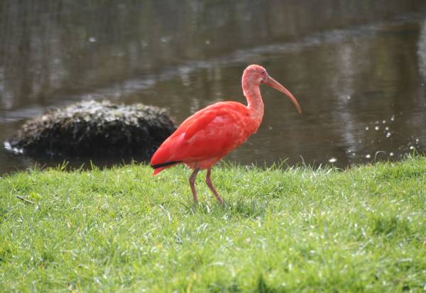 http://www.iomguide.com/wildlife-park/photos/amazon-rainforest-big.jpg