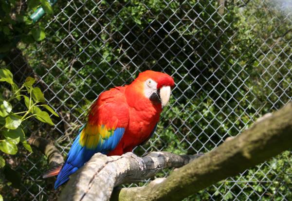 Macaws+in+the+rainforest