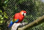 Scarlet Macaw in the Amazon Rainforst at the Curraghs Wildlife Park