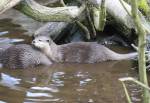 Short-clawed Otter in the Asian Swamp of the Curraghs Wildlife Park