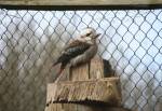 Kookaburra in the Australian Outback at the Curraghs Wildlife Park