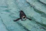 Swimming Humboldt Penguin in the South American Pampas Section of the Curraghs Wildlife Park