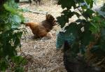 A Hen and Chick at Cregneash