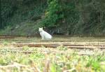 Manx Cat on Ramsey Rail Tracks