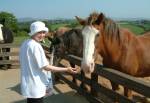 IOM Home of Rest for Old Horses