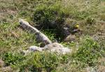 Bronze Age Grave, Chapel Hill