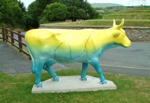 Cow No. 18