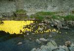 The Great Laxey and Lonan Duck Race