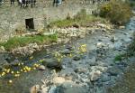 The Great Laxey and Lonan Duck Race