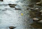 The Great Laxey and Lonan Duck Race