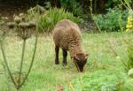 Manx Loghtan Sheep at Cregneash