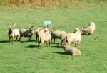 Manx Loghtan Sheep near Andreas