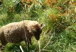 Manx Loghtan Sheep in Cregneash
