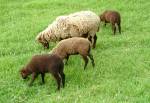 Manx Loghtan Sheep at the Gibbs of the Grove, Ramsey