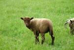 Manx Loghtan Sheep at the Gibbs of the Grove, Ramsey