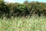 Ballalough Reedbeds Nature Reserve