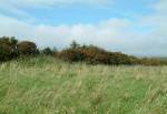 Ballalough Reedbeds Nature Reserve