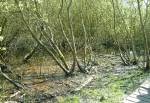 Onchan Wetlands Nature Reserve