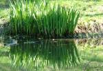 Onchan Wetlands Nature Reserve