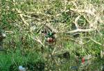 Onchan Wetlands Nature Reserve