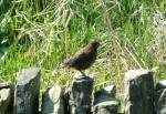 Onchan Wetlands Nature Reserve