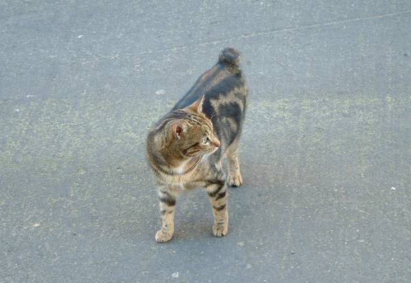 Isle Of Man Guide Manx Cat In Peel