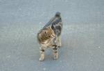 Manx Cat in Peel