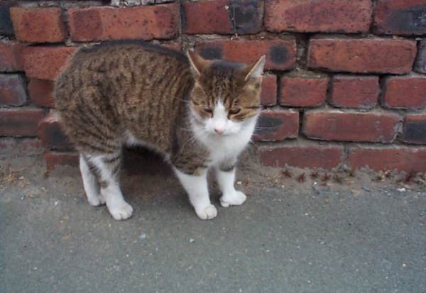 Isle of Man Guide Manx Cat in Old Laxey