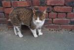 Manx Cat in Old Laxey