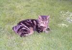 Manx Cat at Castle Rushen