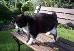 Manx Cat at Farrants Fort