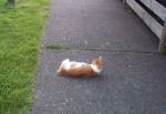 Manx Cat along Laxey River