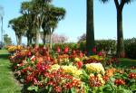 Flowers, Nobles Park