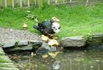 Gibbs of the Grove Farm Yard Ducks