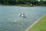 Paddle Boats on Mooragh Park