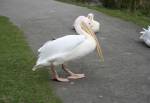 Pelicans in the African Bush of the Curraghs Wildlife Park