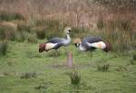 Crowned Crane in the African Bush of the Curraghs Wildlife Park