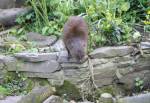 Marsh Mongoose in the African Bush of the Curraghs Wildlife Park