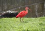Scarlet Ibis in the Amazon Rainforest at the Curraghs Wildlife Park