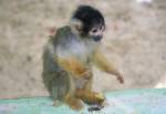 Squirrel Monkey in the Amazon Rainforst at the Curraghs Wildlife Park