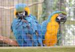 Green-winged and Scarlet Macaw in the Amazon Rainforest at the Curraghs Wildlife Park