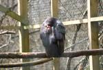 King Vultures in the Amazon Rainforest at the Curraghs Wildlife Park