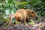 Ring-tailed Coati in the Amazon Rainforest at the Curraghs Wildlife Park