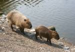 Capybaras in the Amazon Rainforst at the Curraghs Wildlife Park