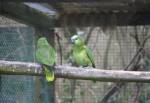 Blue Fronted Amazon Parrot in the Amazon Rainforest at the Curraghs Wildlife Park