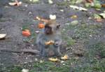 Crab-eating Macaques in the Asian Swamp of the Curraghs Wildlife Park