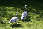 Bar-headed Goose in the Asian Swamp at the Curraghs Wildlife Park