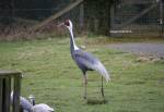 White Naped Crane in the Asian Swamp of the Curraghs Wildlife Park