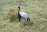 Demoiselle Crane in the Asian Swamp of the Curraghs Wildlife Park