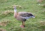 Chinese Swan Goose in the Asian Swamp of the Curraghs Wildlife Park